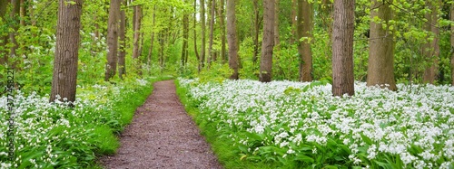 Pathway through the forest with blooming wild garlic (Allium ursinum). Stochemhoeve, Leiden, the Netherlands. Picturesque panoramic spring scene. Travel destinations, eco tourism, ecology, pure nature photo