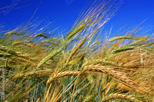 Golden ears of wheat in the field