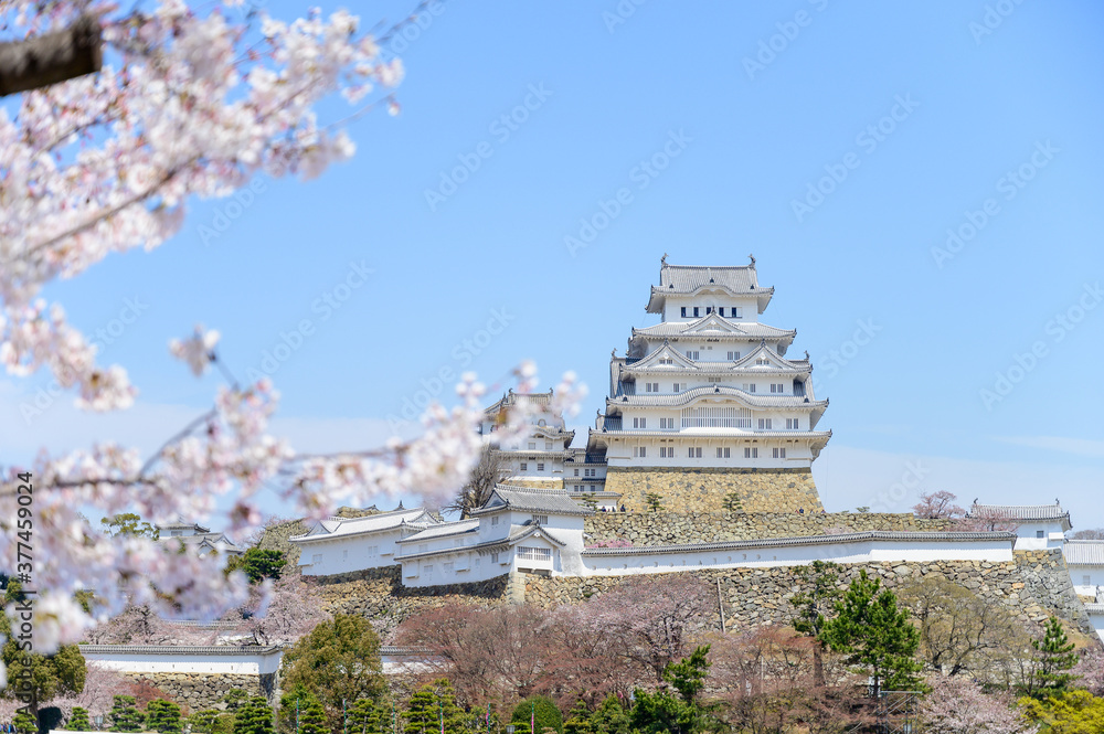 Himeji castle of Japan with blue sky and sakura or cherry blossom in foreground.