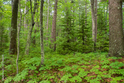 Pine trees in a lush deciduous forest