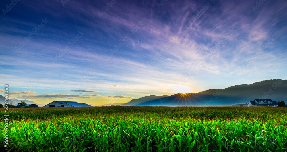 Corn field lights up from the beautiful summer sunrise