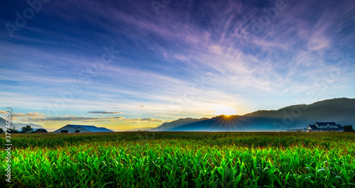 Obraz na płótnie Corn field lights up from the beautiful summer sunrise w salonie