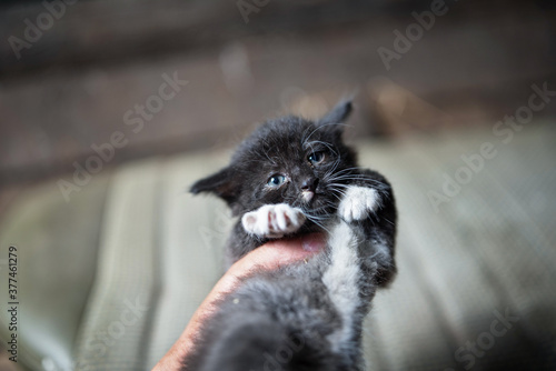 Fototapeta Naklejka Na Ścianę i Meble -  Small gray sick homeless kitten in the hand of a man, photographed close-up.