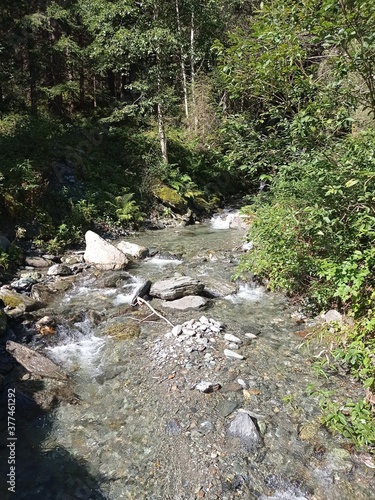 stream in the forest