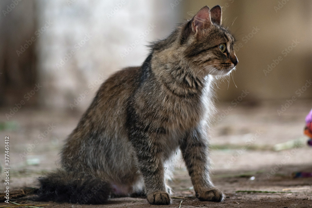 Obraz premium Portrait of a gray rustic cat close-up in the barn.