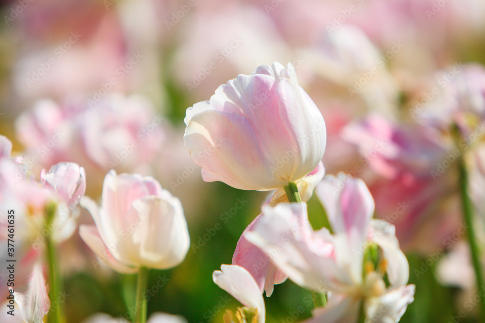 Fototapeta premium チューリップ