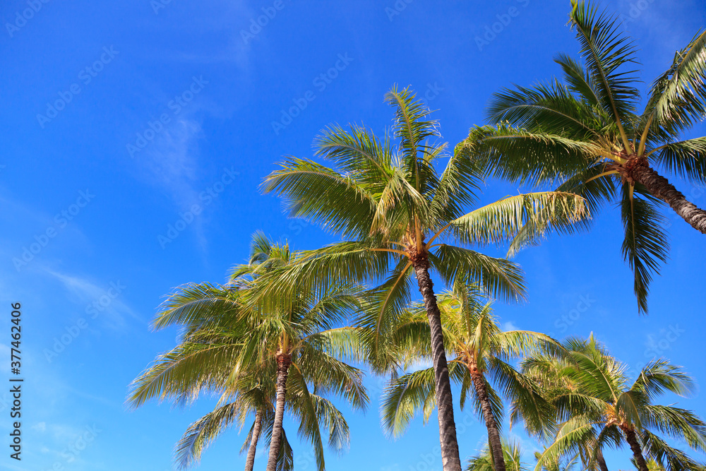 Palm Trees
