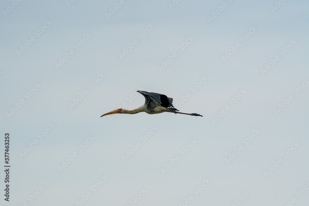 Obraz premium Milky stork flying in the air.