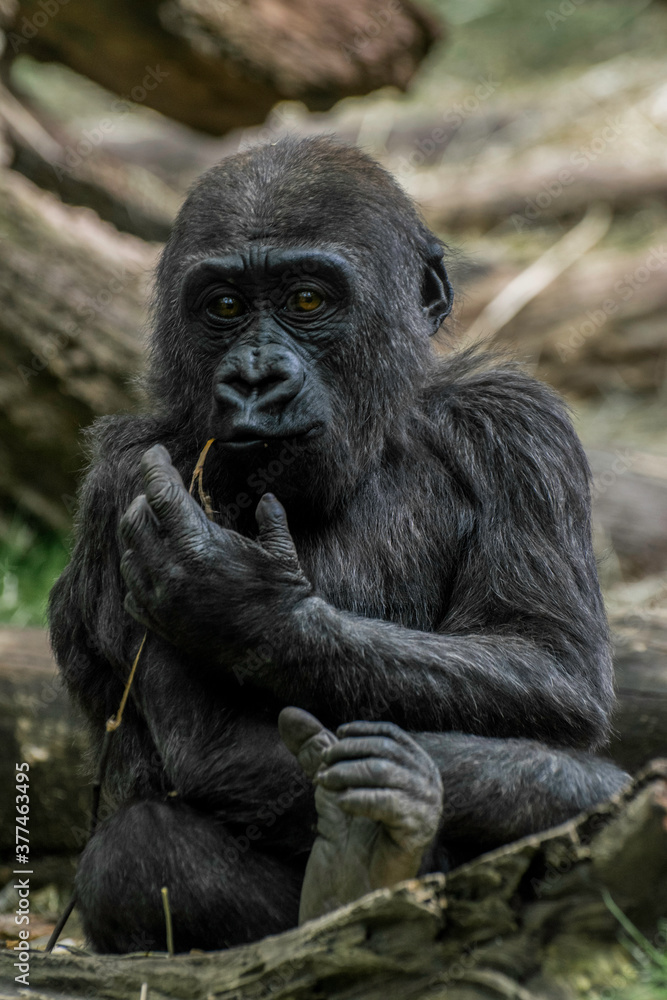 Baby congo gorilla. 