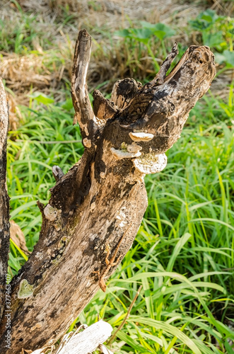 Old Burnt Tree Stump With Lizard And Mushrooms