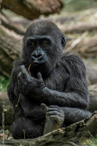 Baby congo gorilla.  © julio