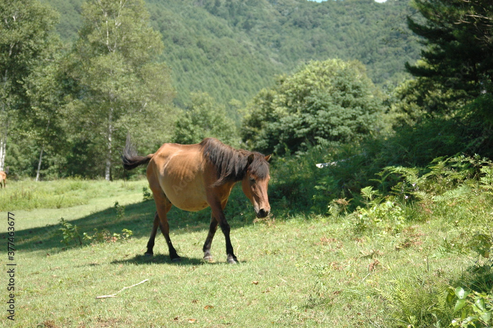 Fototapeta premium 馬