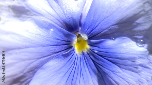 close up flower with drops