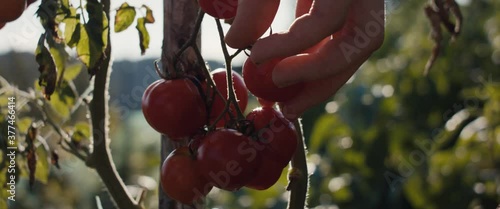Female gardener pick harvest ripe red cherry tomato in organic vegetable garden in evening light unrecognizable hand macro close up in late summer or early fall photo