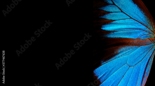 Canvas Print Wings of a butterfly Ulysses