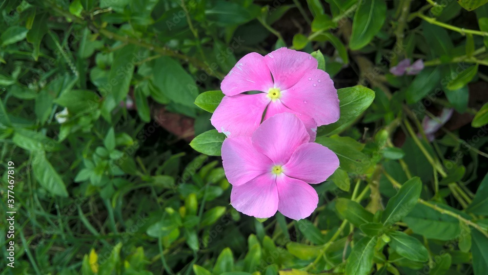 flower in the garden flower in the garden