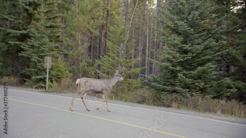 Deer Wildlife Canadian Animal Crossing Road Woods Forest