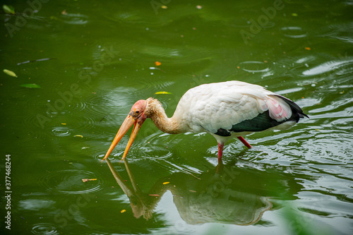 The painted stork (Mycteria leucocephala), with a yellow beak and long legs, stands in a swamp looking for fish for food. In the zoo photo