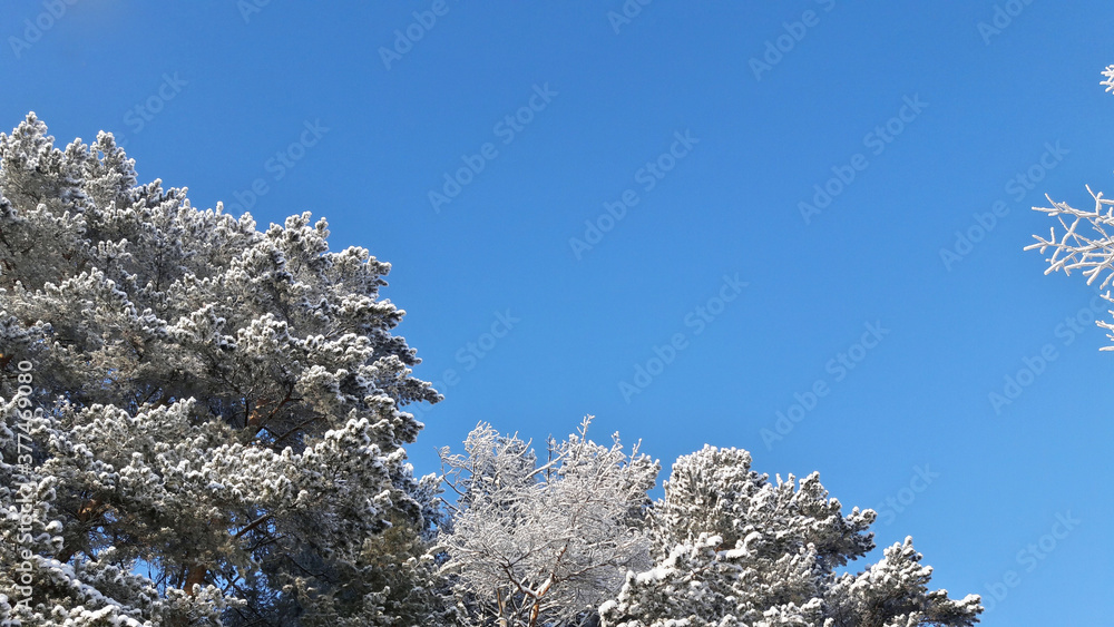 branches of winter firs and pines in hoarfrost against a background of blue sky branches of winter firs and pines in hoarfrost against a background of blue sky
