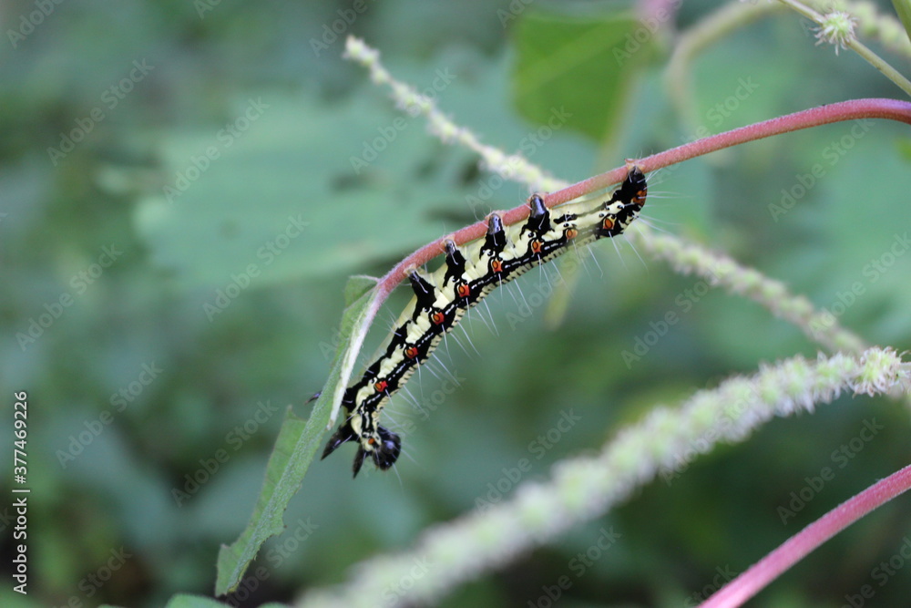 自然の中で食事する毛虫（草を食べる姿）