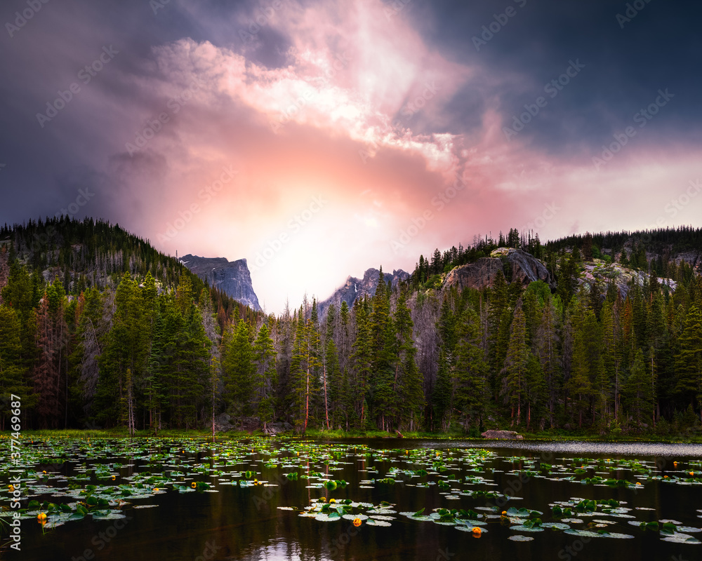Fototapeta premium Sunset in Rocky Mountain National Park at Nymph Lake in the summertime. There are lily-pads in the water and a forest in the background.