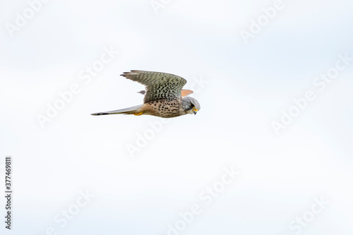 Turmfalke (Falco tinnunculus).