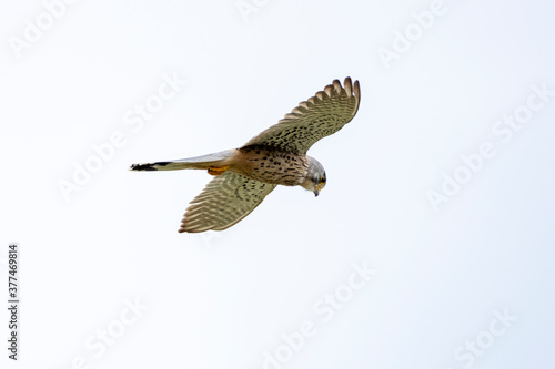 Turmfalke  Falco tinnunculus .