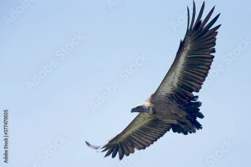 White-headed Vulture (Trigonoceps occipitalis), in flight, Maasai Mara, Kenya.