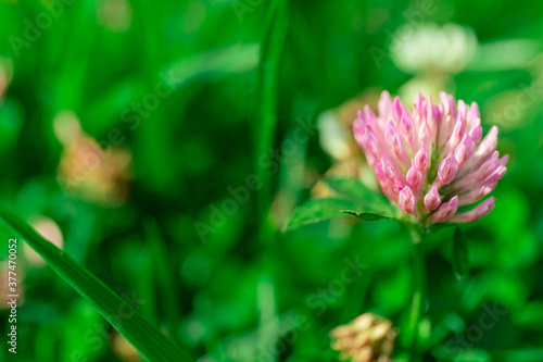  summer flower of pink color in the grass. texture. macro shooting