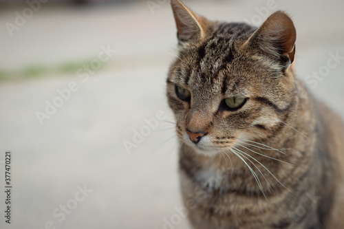  portrait of a stray cat who looks into the distance © Ekaterina
