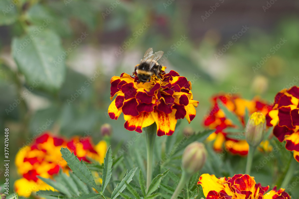 Little fluffy bumblebee in a marigold flower. Little fluffy bumblebee in a marigold flower.
