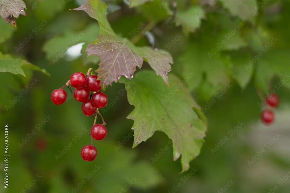 Large red viburnum berries.