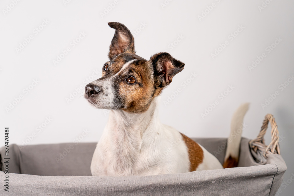Brown, black and white Jack Russell Terrier posing in wicker basket, half body, isolated on a white background, with copy space