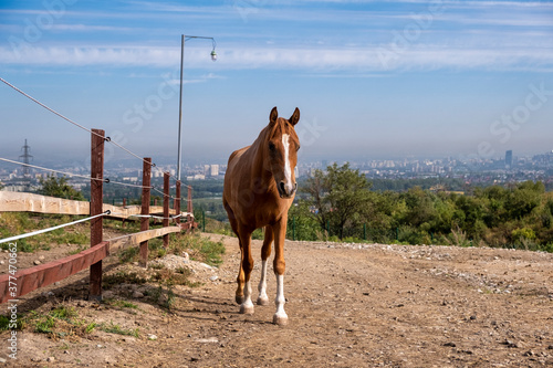 horse and foal © Александр Ульман