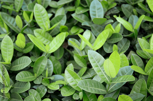 green leaves background