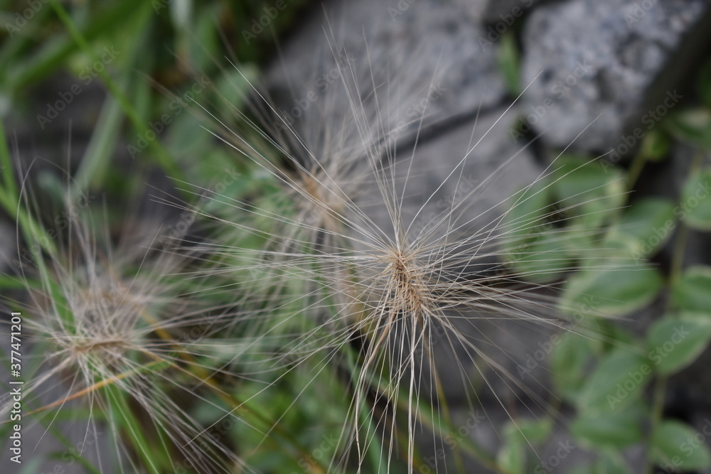 Obraz premium The fragile straw plants in Sapporo Japan