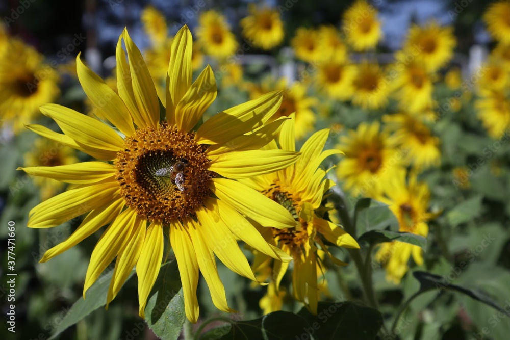 Fototapeta premium sunflower in the garden