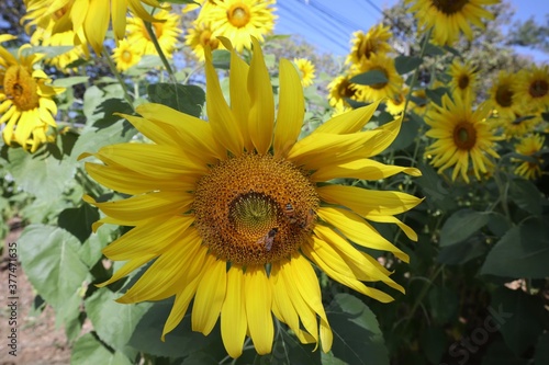 sunflower in the garden