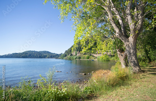Fototapeta Naklejka Na Ścianę i Meble -  forest on the shore of bolsena lake, italy