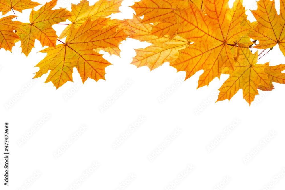 Maple branches with colorful leaves isolated on white background. Studio shot. Maple branches with colorful leaves isolated on white background. Studio shot.