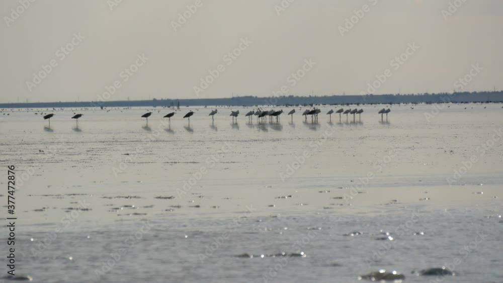 A flock of cranes or herons stand on the Sivash lake, Kherson region, Ukraine. A flock of cranes or herons stand on the Sivash lake, Kherson region, Ukraine.