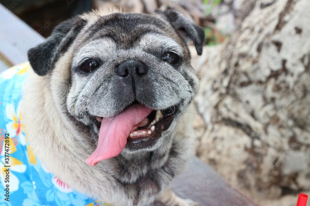 Portrait of an old pug dog Cute fat dog Sitting, smiling happy, seeing funny teeth on a wooden table, selectable focus Portrait of an old pug dog Cute fat dog Sitting, smiling happy, seeing funny teeth on a wooden table, selectable focus