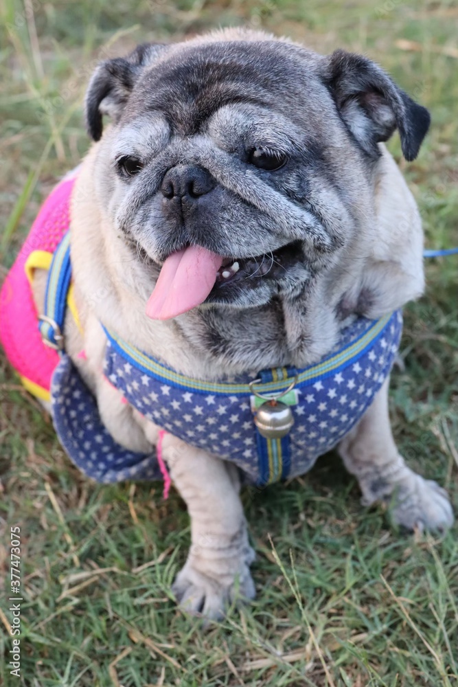 Obraz premium english bulldog puppy