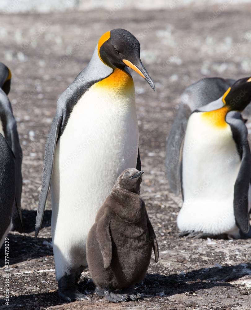 Obraz premium King Penguin (Aptenodytes patagonicus) feeding a chick, Saunders Island. Square Composition.