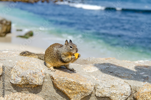 Californian ground squirrel eats cookies on the background of the ocean.