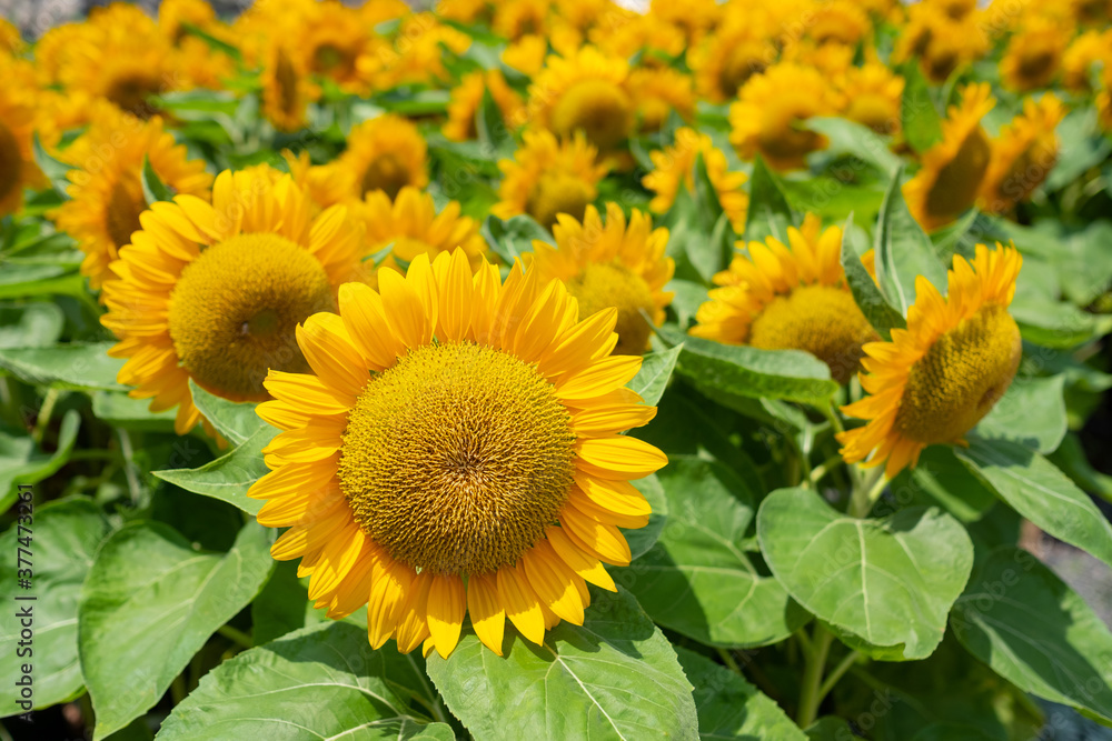 sunflower at field, Yellow flower, Nature background
sunflower at field, Yellow flower, Nature background