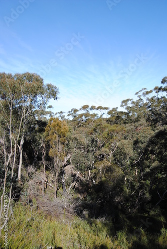 The Blue Mountains national park tracks in the bush, Australia