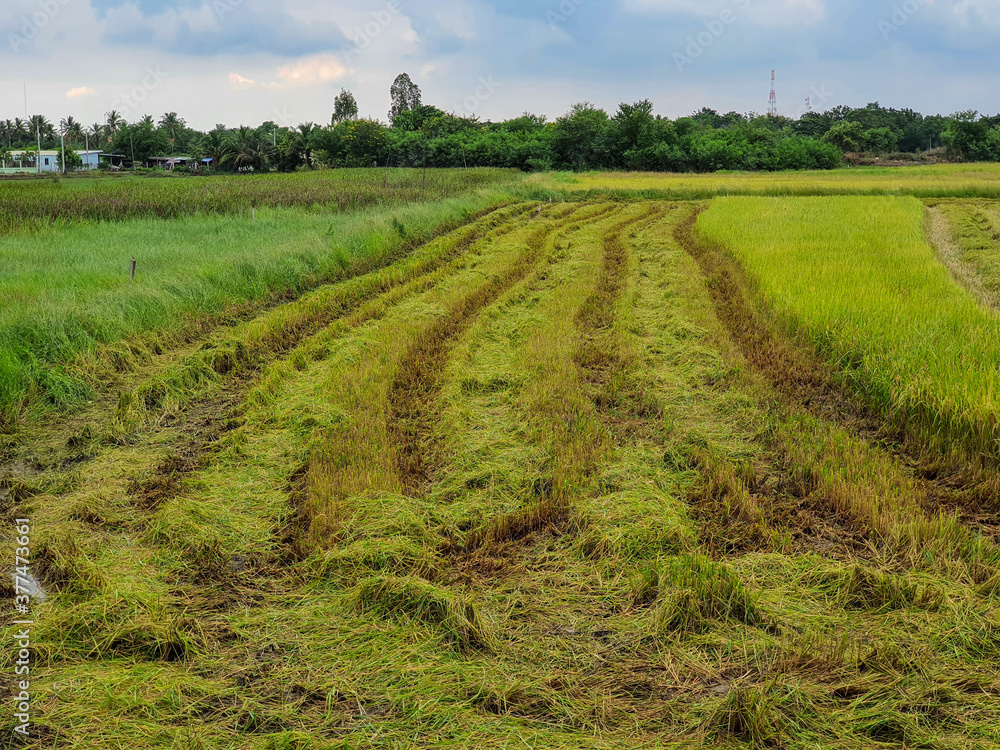 Paddy field after harvesting is complete