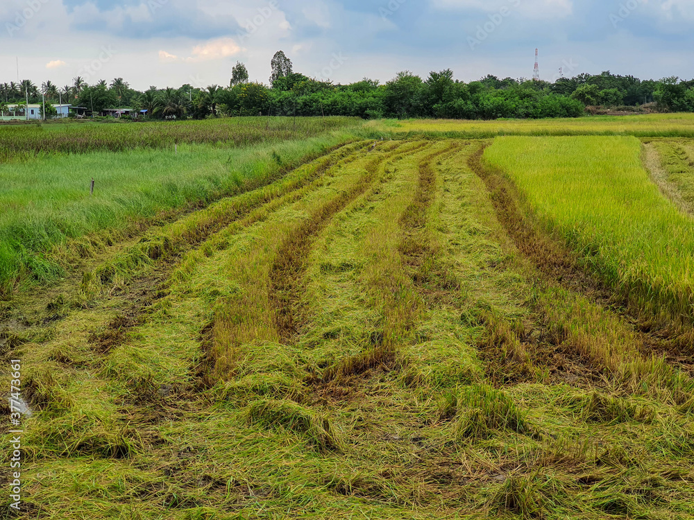 Paddy field after harvesting is complete Paddy field after harvesting is complete