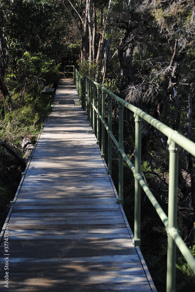Obraz premium The Blue Mountains national park tracks in the bush, Australia